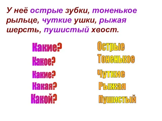 У неё острые зубки, тоненькое рыльце, чуткие ушки, рыжая шерсть, пушистый