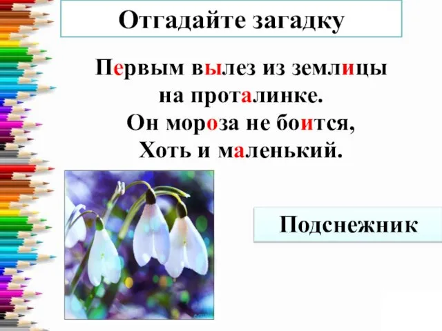 Отгадайте загадку Первым вылез из землицы на проталинке. Он мороза не боится, Хоть и маленький. Подснежник