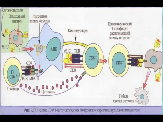 Основными клеткам-эффекторами адаптивного противоопухолевого иммунитета являются цитотоксические CD3+ CD8+ Т-клетки.