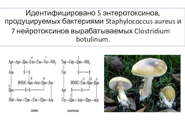 Идентифицировано 5 энтеротоксинов, продуцируемых бактериями Staphylococcus aureus и 7 нейротоксинов вырабатываемых Clostridium botulinum.