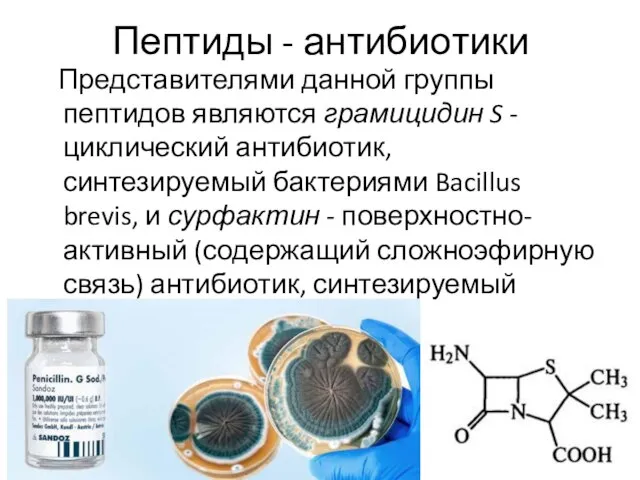 Пептиды - антибиотики Представителями данной группы пептидов являются грамицидин S -