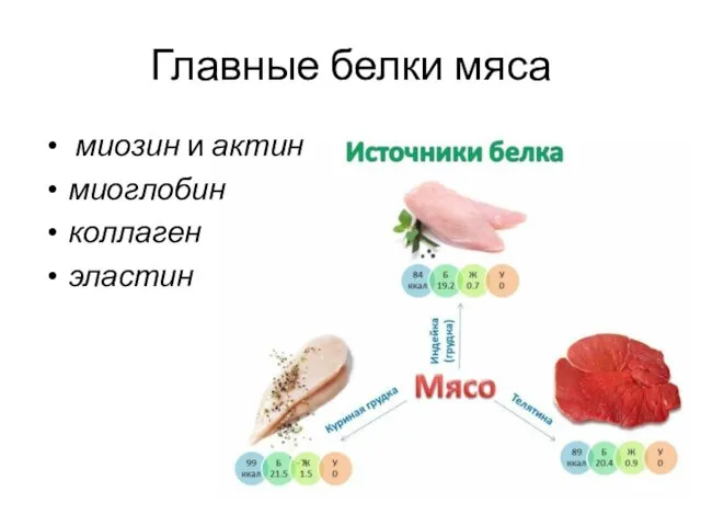 Главные белки мяса миозин и актин миоглобин коллаген эластин