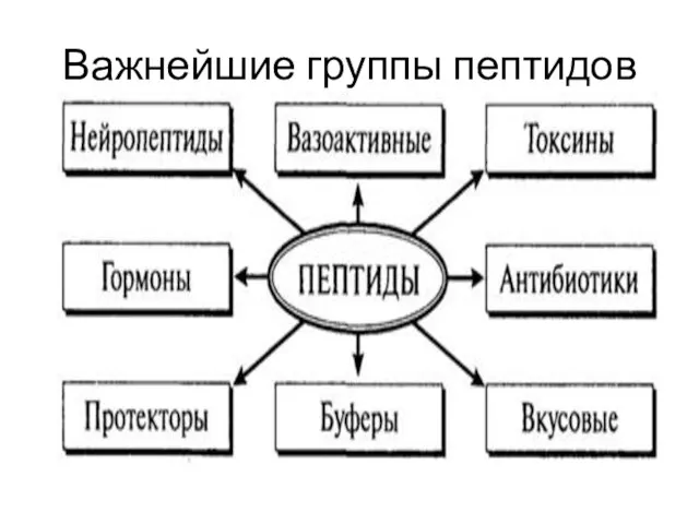 Важнейшие группы пептидов