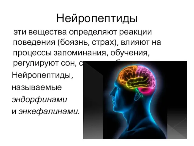 Нейропептиды эти вещества определяют реакции поведения (боязнь, страх), влияют на процессы