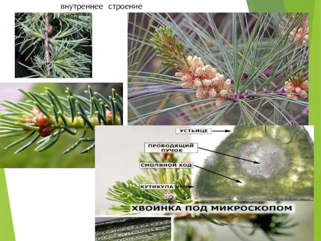 внутреннее строение листа