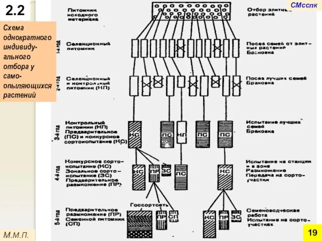 2.2 М.М.П. Схема однократного индивиду-ального отбора у само-опыляющихся растений СМсспк