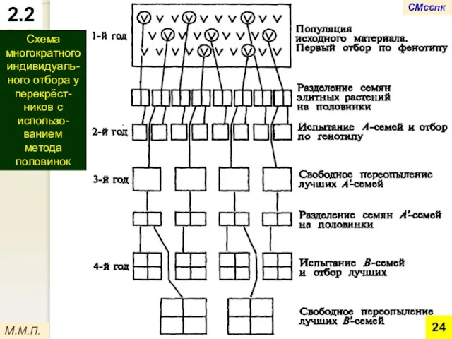 М.М.П. 2.2 Схема многократного индивидуаль-ного отбора у перекрёст-ников с использо-ванием метода половинок СМсспк