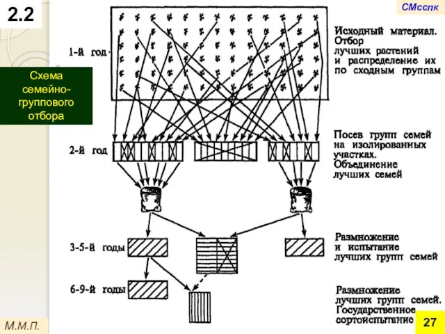 2.2 М.М.П. Схема семейно-группового отбора СМсспк