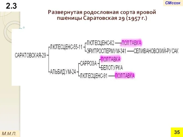 М.М.П. Развернутая родословная сорта яровой пшеницы Саратовская 29 (1957 г.) 2.3 СМсспк