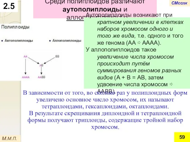 2.5 Среди полиплоидов различают аутополиплоиды и аллополиплоиды. М.М.П. Аутополиплоиды возникают при