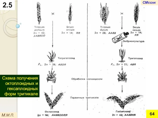 2.5 М.М.П. Схема получения октоплоидных и гексаплоидных форм тритикале СМсспк
