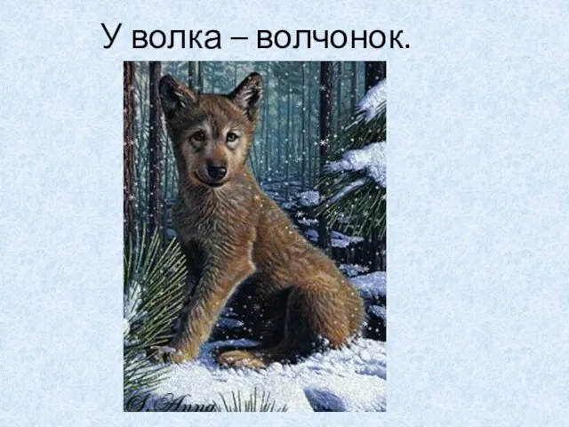 У волка – волчонок.