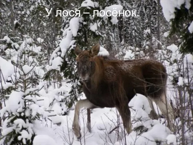 У лося – лосёнок..