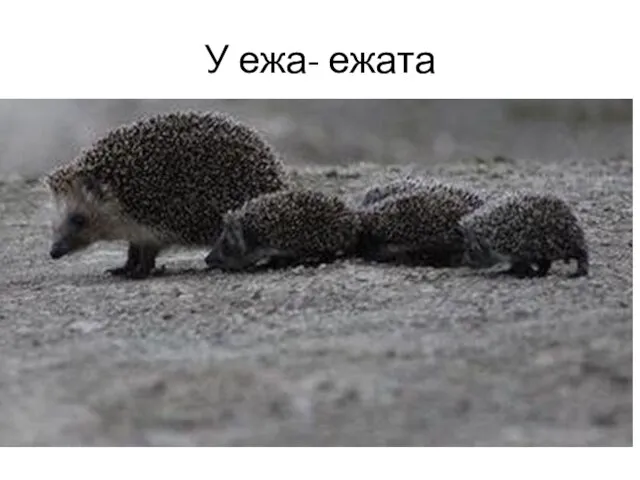 У ежа- ежата