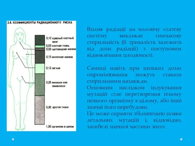 Вплив радіації на чоловічу статеву систему викликає тимчасову стерильність (її тривалість