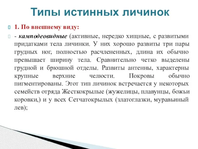 1. По внешнему виду: - камподеовидные (активные, нередко хищные, с развитыми