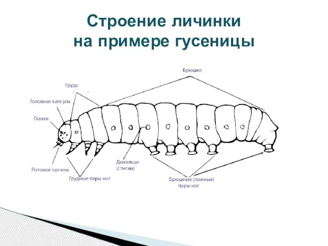 Строение личинки на примере гусеницы