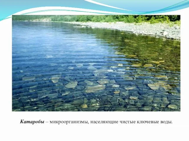 Катаробы – микроорганизмы, населяющие чистые ключевые воды.