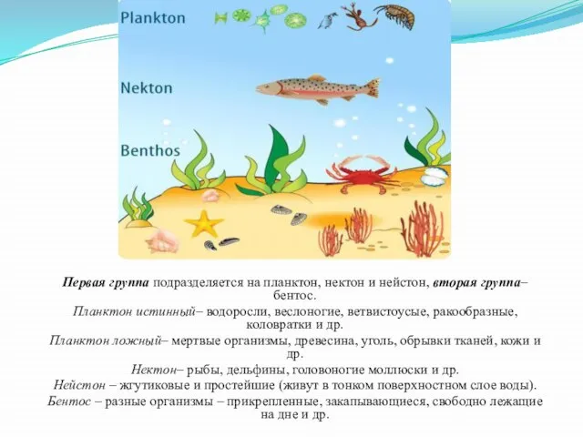 Первая группа подразделяется на планктон, нектон и нейстон, вторая группа– бентос.