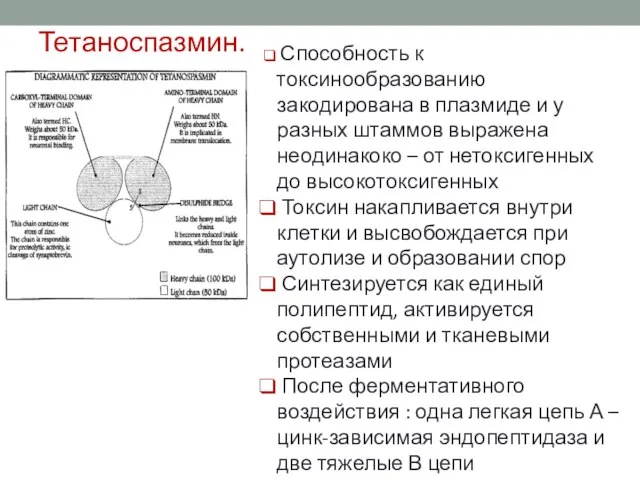 Тетаноспазмин. Способность к токсинообразованию закодирована в плазмиде и у разных штаммов