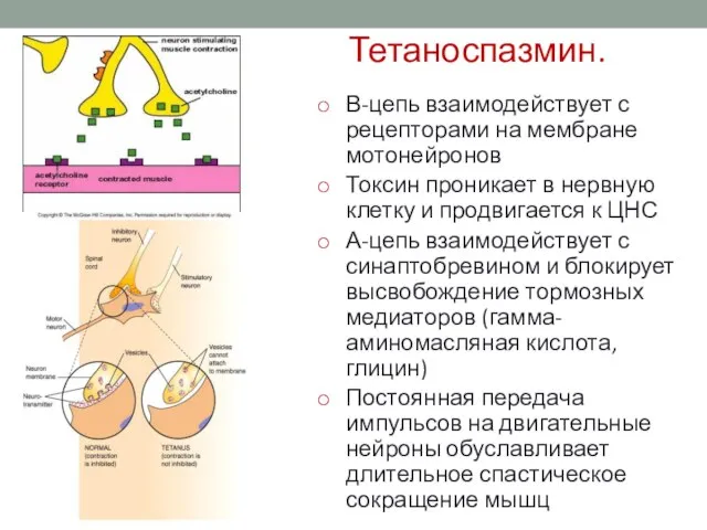 Тетаноспазмин. В-цепь взаимодействует с рецепторами на мембране мотонейронов Токсин проникает в