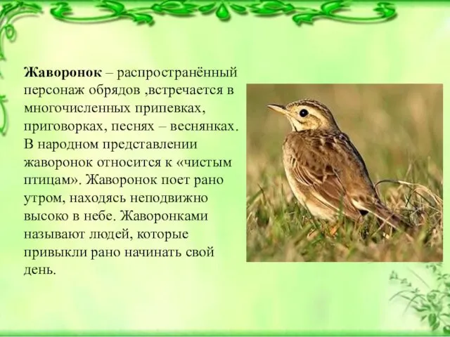 Жаворонок – распространённый персонаж обрядов ,встречается в многочисленных припевках, приговорках, песнях