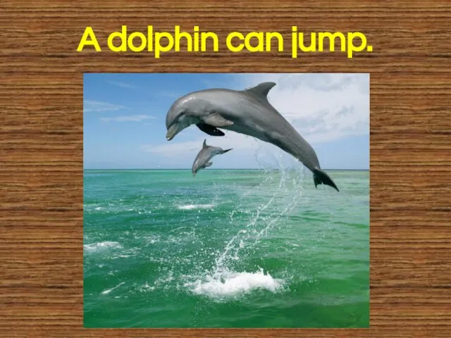 A dolphin can jump.