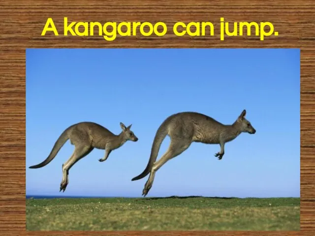 A kangaroo can jump.