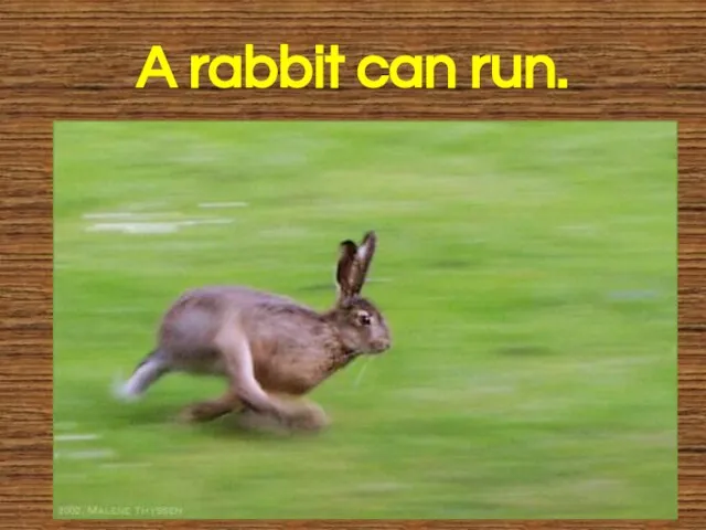 A rabbit can run.