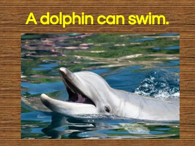 A dolphin can swim.