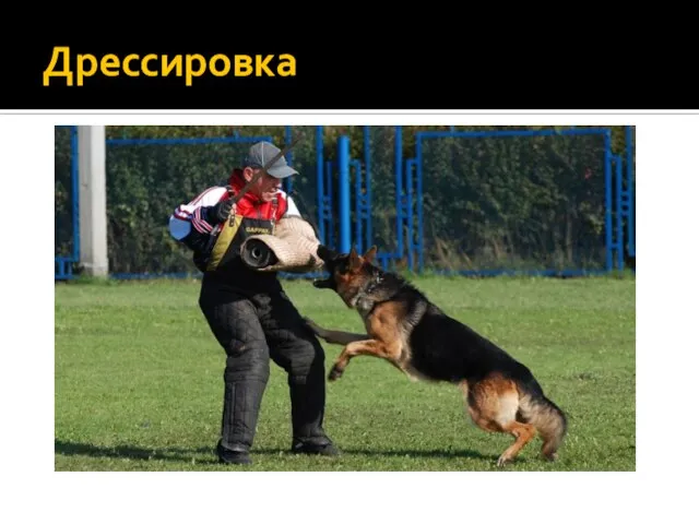 Дрессировка