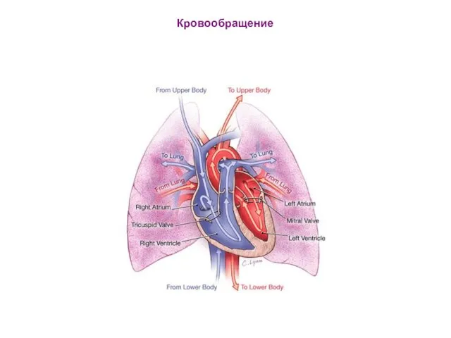 Кровообращение