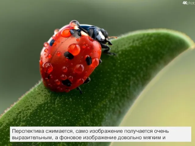 Перспектива сжимается, само изображение получается очень выразительным, а фоновое изображение довольно мягким и размытым