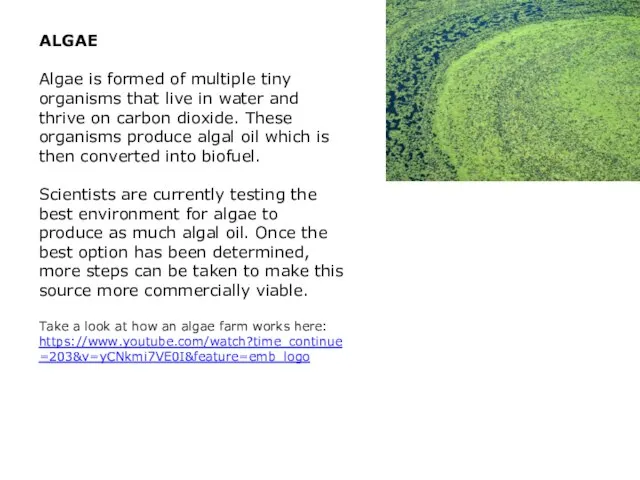ALGAE Algae is formed of multiple tiny organisms that live in