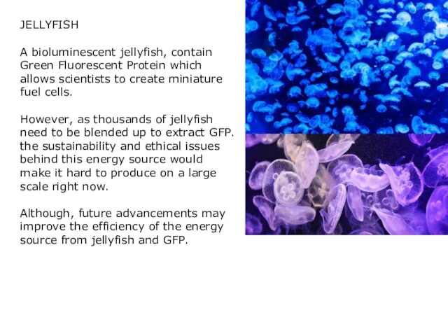 JELLYFISH A bioluminescent jellyfish, contain Green Fluorescent Protein which allows scientists