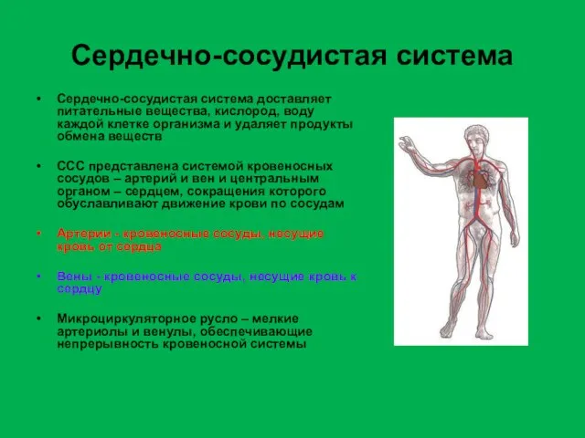 Сердечно-сосудистая система Сердечно-сосудистая система доставляет питательные вещества, кислород, воду каждой клетке