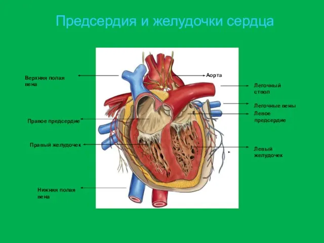 Предсердия и желудочки сердца Правое предсердие Правый желудочек Левое предсердие Левый