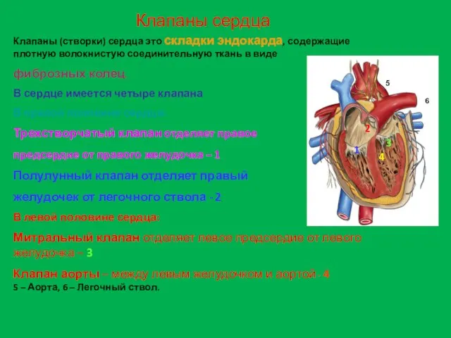 Клапаны сердца Клапаны (створки) сердца это складки эндокарда, содержащие плотную волокнистую