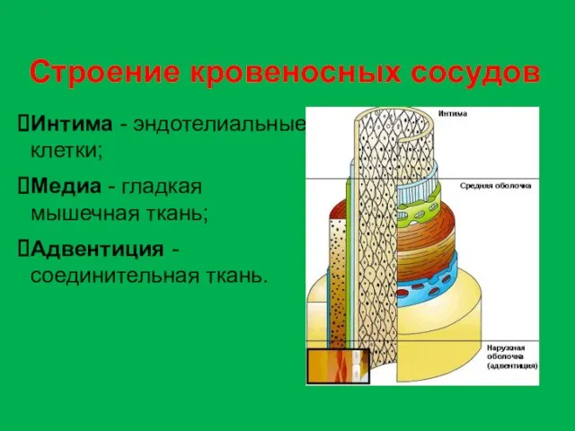 Строение кровеносных сосудов Интима - эндотелиальные клетки; Медиа - гладкая мышечная ткань; Адвентиция - соединительная ткань.