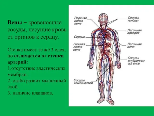 Вены – кровеносные сосуды, несущие кровь от органов к сердцу. Стенка