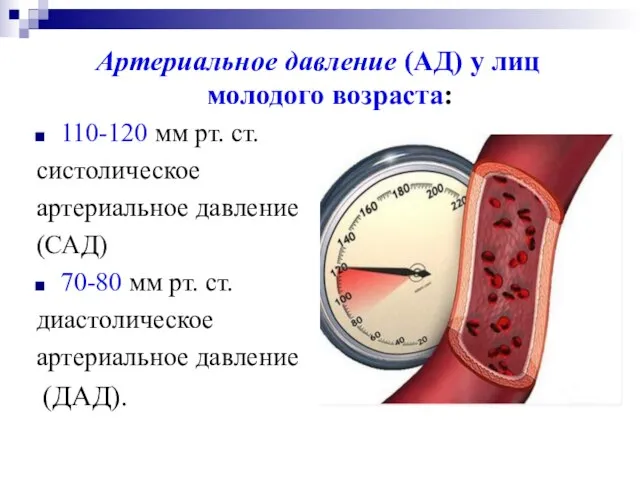 Артериальное давление (АД) у лиц молодого возраста: 110-120 мм рт. ст.