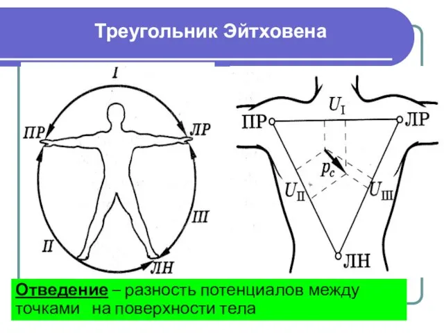 Треугольник Эйтховена Отведение – разность потенциалов между точками на поверхности тела