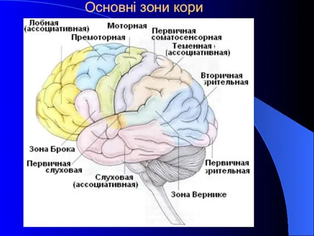 Основні зони кори