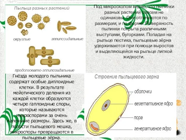 Под микроскопом видно, что пылинки разных растений совсем не одинаковы. Они