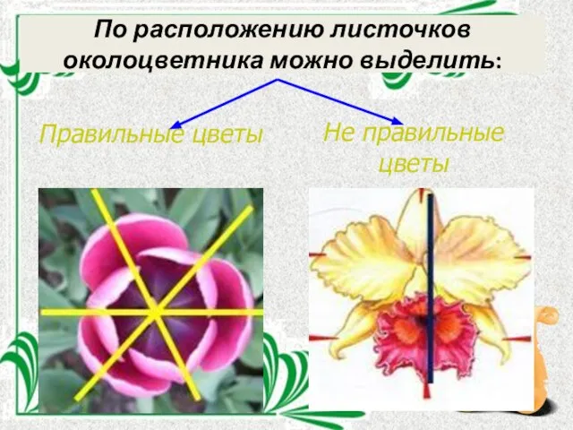 По расположению листочков околоцветника можно выделить: Правильные цветы Не правильные цветы