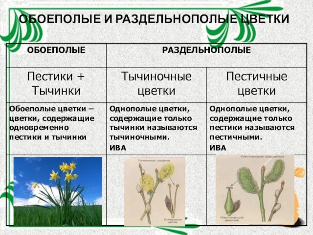 ОБОЕПОЛЫЕ И РАЗДЕЛЬНОПОЛЫЕ ЦВЕТКИ