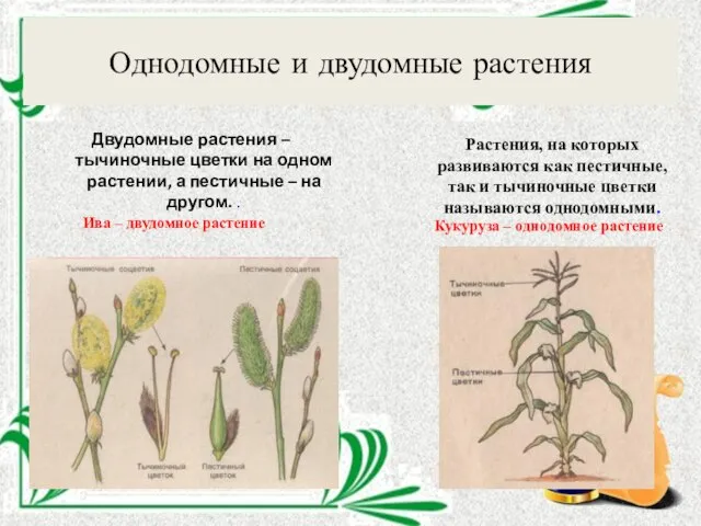Однодомные и двудомные растения Двудомные растения – тычиночные цветки на одном