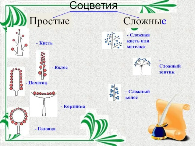 Соцветия - Кисть - Колос - Початок Простые Сложные - Корзинка