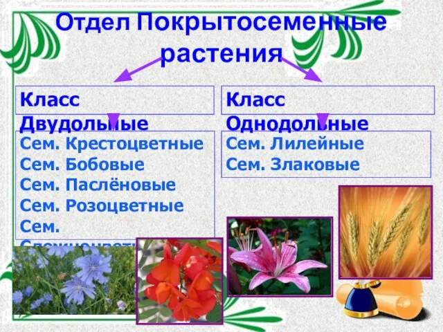 Отдел Покрытосеменные растения Класс Двудольные Класс Однодольные Сем. Крестоцветные Сем. Бобовые