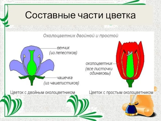 Составные части цветка